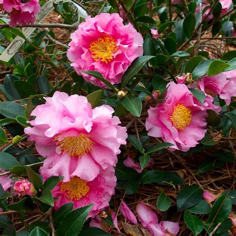 October Magic Carpet Camellias: A Haven for Pollinators